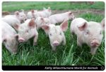 Humane World for Animals Reports Animal Welfare Laws Threatened as Farm Bill Passes U.S. House in Largely Party-Line Vote