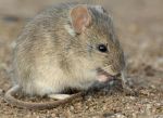 University of California, Davis Study Finds Climate Change Increases Spillover Risk of Rodent-Borne Arenaviruses