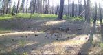 UC Davis Study Finds California Wolves Feed Heavily on Cattle