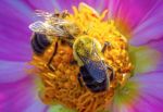 California Assemblymember Rhodesia Ransom Secures $2.5 Million for Honeybee Health Program