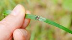 U.S. Senator Tina Smith’s Bipartisan Legislation to Combat Lyme Disease and Other Tick-Borne Illnesses Passes the Senate Unanimously 