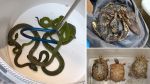 Two Arrested in Years-Long Scheme to Smuggle Protected Reptiles Across U.S.-Mexico Border