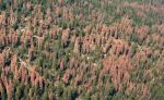 Rural County Representatives of California (RCRC) Requests Governor Gavin Newsom Sign Bill Streamlining Permitting for Wildfire Risk Reduction Projects