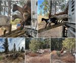 Sierra National Forest Partners with Grazing Solutions of Mariposa, California Using Goats on the Bass Lake Ranger District 