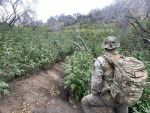 Law Enforcement Rangers Remove Illegal Marijuana Cultivation Site from Sequoia National Park, 13-Acre Area Damaged