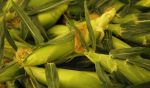 American Farm Bureau Federation: Declining Farm Economy Continues to Pressure Profitability