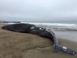 Center for Biological Diversity Lawsuit Aims to Protect Whales in California From Deadly Ship Strikes