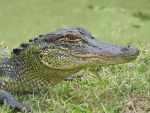 Center for Biological Diversity: Florida Banked on $1.4 Billion in Federal Funds for Everglades Detention Center Known as “Alligator Alcatraz”