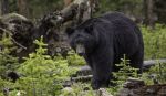 Spring Weather Brings Hungry Bears to Lake Tahoe Region