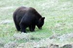 National Parks Conservation Association: Expanded Hunting Directive in Some National Park Sites Defies Long-Term Protection