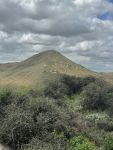 Agreement Secures Strong Protections for World’s Oldest Oak in California, Center for Biological Diversity Reports