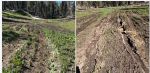 Stanislaus National Forest Announce Herring Creek Road is Closed, Again