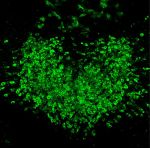 NIH Researchers Identify Avenue for Enhanced GLP-1-Induced Weight Loss