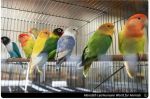 Animal Protection Groups Sue Trump Administration for Failure to Protect Birds Bred as Companion Animals and for Exhibition, Humane World for Animals Reports