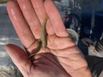 Center for Biological Diversity Lawsuit Seeks Endangered Species Protection for California’s Long Valley Speckled Dace