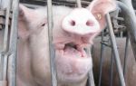 More Than 700 Veterinarians Urge Congress To Reject Save Our Bacon Act; Congress Should Preserve Voter-Approved State Farm Animal Welfare Laws That Protect Breeding Pigs From Extreme Confinement, Humane World for Animals Reports