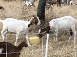 California State Senator Melissa Hurtado Leads 32 Legislators in Call to Restore Grazing Wage Parity, Protect Wildfire Prevention Efforts, Say, Goat Grazing Businesses Face Significantly Higher Labor Costs Of Approximately $240,000 Per Herder