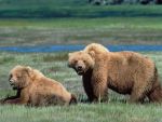 Forest Service Agrees to Reassess Harm to Grizzly Bears, Center for Biological Diversity Reports