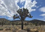 In San Bernardino County, High-Quality Western Joshua Tree Habitat Acquired, to be Co-Managed by California Department of Fish and Wildlife and Native American Tribes