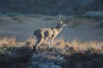 CDFW Announces California Deer Season is in Full Swing and Most Other Hunting Zones Across the State Will Open in September and October 2025