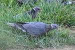 California Department of Fish and Wildlife (CDFW) Seeks Artists to Enter California 2025-2026 Upland Game Bird Stamp Art Contest