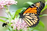 Center for Biological Diversity Lawsuit Seeks to Protect Monarchs Under Endangered Species Act, Say, Trump Administration Fails to Finalize Overdue Protections for Iconic Butterfly