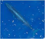  Center for Biological Diversity: President Trump’s Defense Secretary, Pete Hegseth,Targets America’s Most Endangered Whales