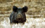USDA Announces $35 Million to Combat Wild Pigs (Feral Swine) on American Agricultural Lands