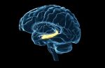 NIH Reports Brain Immunity May Undergo a Major Midlife Overhaul