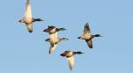 California Department of Fish and Wildlife Completes 2026 Waterfowl Breeding Population Survey; Mallards Remain Below the Long-term Average