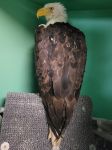 Governor Gavin Newsom Says, “California Mourns Jackie, The Big Bear Bald Eagle Who Reminded Us Of The Beauty And Wonder Of California’s Wildlife”