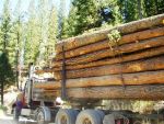 President Trump's Department of the Interior Says It Is Boosting Forest Resilience Through Accelerated Timber Salvage and Thinning Projects