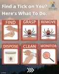 Mariposa County Health Department Offers a Guide on How to Remove Ticks and What to Do After Removal