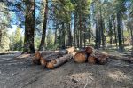 2026 Firewood Permits Available in Sequoia and Kings Canyon National Parks