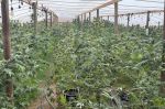 Kern County Deputies Arrest Suspect During Warrant Search in Taft; Over 200 Marijuana Plants Found